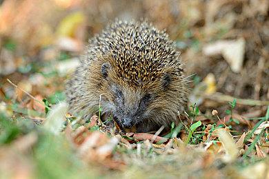 云顶之弈S8.5迅捷射手阵容搭配，S8.5迅捷射手女枪阵容装备攻略